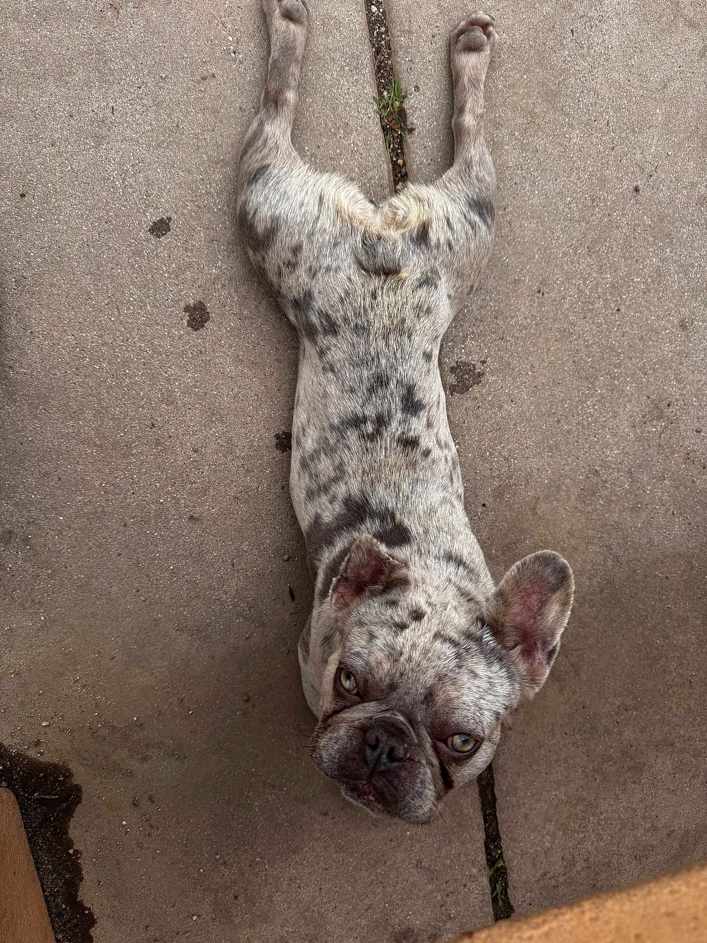 Casper joined the competition — help win amazing prizes! dog, french_bulldog, speckled_coat, pet, animal, lying_down, concrete, outdoor, ears, face, looking_up, close_up, mammal, companion, cute, resting, paws, short_hair, spot, adorable