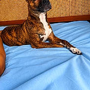 Sweet Pea joined the competition — help win amazing prizes! dog, boxer, brindle, pet, animal, portrait, lying_down, bed, bedspread, blue, indoors, bedroom, cane_back, wood, furniture, ears, white_chest, paws, alert, funny