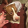 Remy Ma joined the competition — help win amazing prizes! dog, pet, indoor, carpet, hand, cape, brown_and_white, curious, tattoo, footwear, legs, floor, furniture, cozy, closeup, domestic, animal, companion, person, interaction