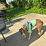 Remy Ma joined the competition — help win amazing prizes! dog, pet, outdoor, greenery, concrete, grass, fence, tree, sunlight, shirt, brown, white, curious, leash, patio, grill, table, backyard, summer, daytime