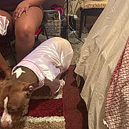 Remy Ma is registered to the contest to win money with this photo: dog, pet_clothing, indoor, person, carpet, furniture, plush_toys, bag, cables, floor, chair, table, brown_skin, tattoo, pink_jacket, bedspread, blanket, casual_wear, home_interior, sniffing