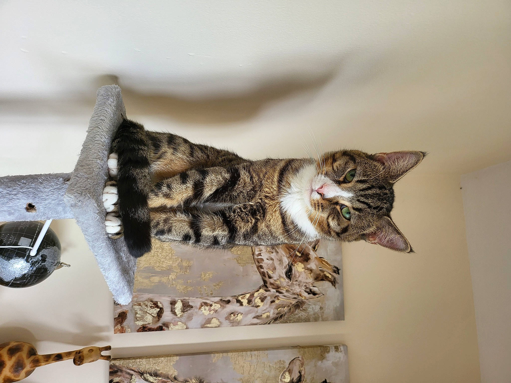 Marley joined the competition — help win amazing prizes! art, carnivore, cat, chair, claw, domestic_short_haired_cat, eye, fashion_accessory, felidae, fur, metal, paw, rectangle, small_to_medium_sized_cats, tail, twig, whiskers, wood