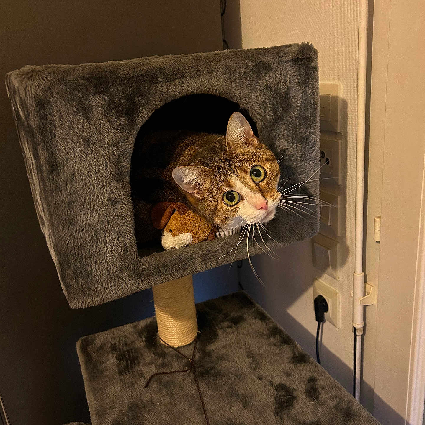 Cannelle a rejoint le concours — aidez-le/la à gagner de superbes lots ! cat, cat_tree, indoor, pet, feline, cozy, plush_toy, whiskers, curious, animal, home, furniture, cubicle, gray, cute, looking_out, sitting, pet_accessory, domestic_cat, wide_eyes