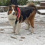 Harper is registered to the contest to win money with this photo: animal, backyard, canine, coat, cold, dog, ears, fluffy, footprints, fur, jacket, nature, outdoor, paws, pet, snout, snow, standing, tail, winter