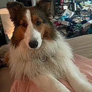 Harper is registered to the contest to win money with this photo: animal, blanket, brown, canine, collar, dog, ears, face, fluffy, fur, furniture, home, indoor, long_hair, messy_background, nose, paw, pet, relaxed, white