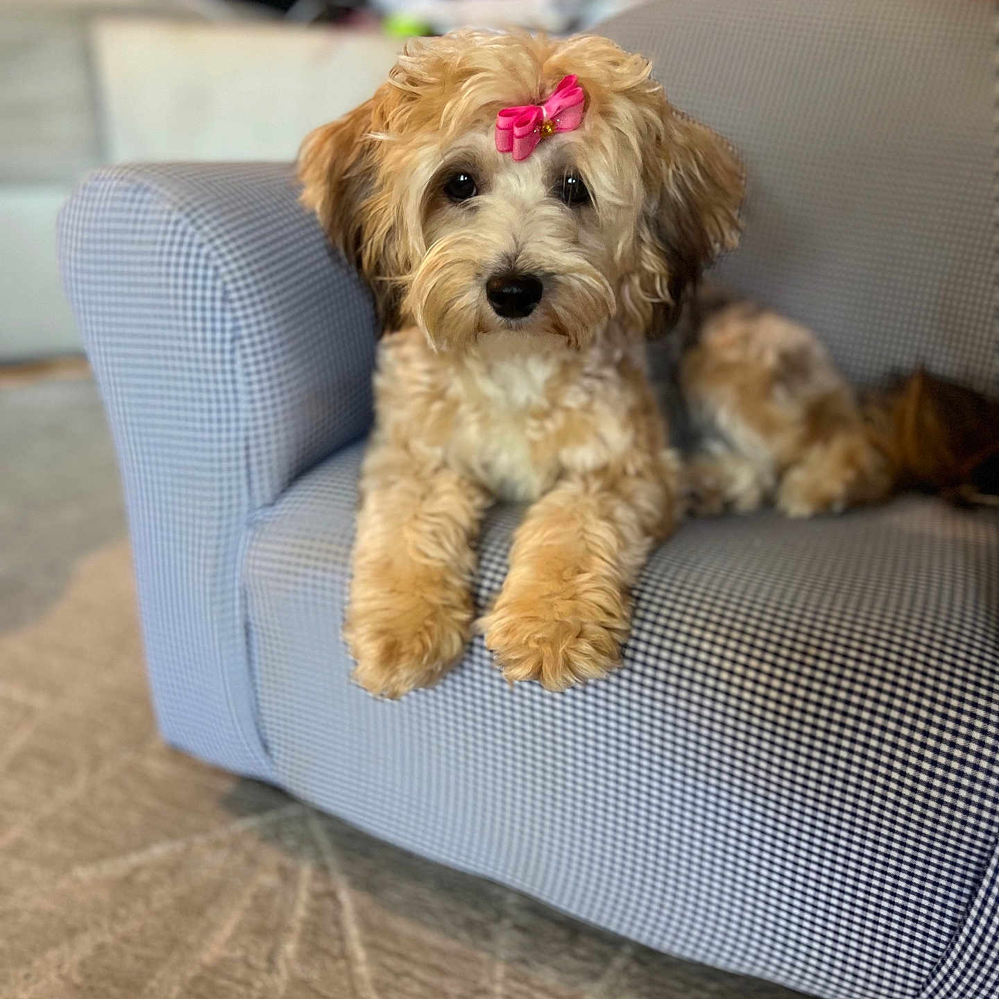 Hazel is registered to the contest to win money with this photo: animal, armchair, bow, carpet, checkered, companion, cute, cute_pet, dog, domestic, fluffy, fur, furniture, indoor, looking_at_camera, pet, pink_bow, portrait, puppy, relaxed