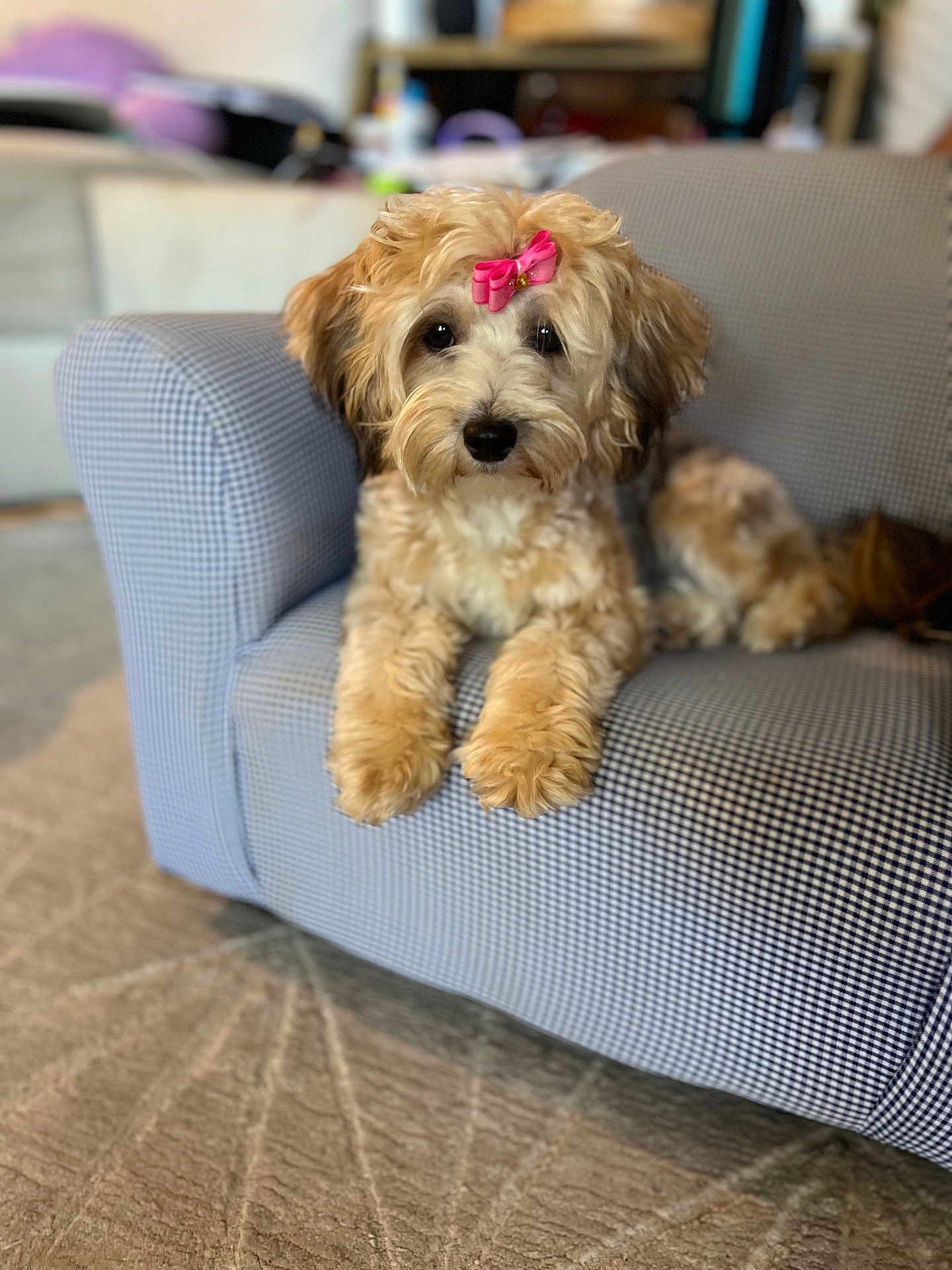 Hazel is registered to the contest to win money with this photo: dog, puppy, bow, pink_bow, fur, fluffy, cute, pet, indoor, armchair, checkered, furniture, carpet, portrait, animal, companion, relaxed, looking_at_camera, domestic, cute_pet