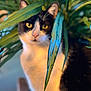 cat, black_and_white, indoor, plant, green_leaves, pet, feline, close_up, yellow_eyes, nature, curious, soft_light, blurred_background, leaf, animal, whiskers, portrait, domestic_cat, cozy, mystery