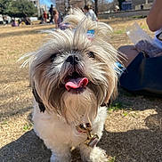 Ponyo is registered to the contest to win money with this photo: animal, collar, cute, daytime, dog, fluffy, fur, grass, happy, leisure, nature, outdoor, park, person, pet, playing, small_dog, smiling, sunny, tongue_out