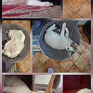 Phoenix participe au concours pour gagner de l'argent avec cette photo : cat, kitten, white_cat, tabby_cat, pet, animal, collage, portrait, sleeping, lounging, sitting, lying_down, relaxed, cute, indoor, bed, cat_tree, food_bowl, tile_floor, red_chair