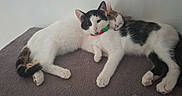 Averell Et Phoenix participe au concours pour gagner de l'argent avec cette photo : cats, two_cats, kitten, sleeping,  cuddling, pet, animal, feline, black_and_white, calico, collar, blanket, indoor, cozy, relaxed, lying_down, paws, whiskers, ears, portrait