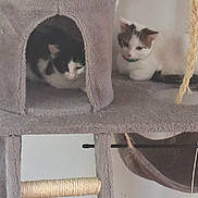 Averell Et Phoenix participe au concours pour gagner de l'argent avec cette photo : cats, kittens, feline, pet, cat_tree, scratching_post, cubby, carpeted, collar, green_collar, black_and_white, calico, sitting, lounging, indoors, home, playground, hanging_toy, cozy, animal_portrait