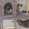 cats, kittens, feline, pet, cat_tree, scratching_post, cubby, carpeted, collar, green_collar, black_and_white, calico, sitting, lounging, indoors, home, playground, hanging_toy, cozy, animal_portrait