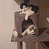 cats, kittens, black_and_white_cat, white_cat, pet, animal, cat_tree, scratching_post, indoor, home, furniture, play_toy, lounging, relaxing, lying_down, cute, whiskers, paws, shelter, portrait