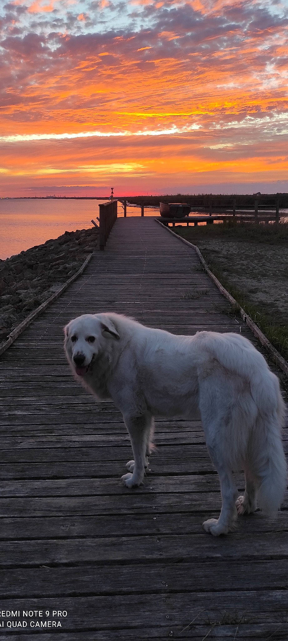 Kaissa participe au concours pour gagner de l'argent avec cette photo : afterglow, calm, carnivore, cloud, companion_dog, dog, dog_breed, dusk, evening, great_pyrenees, horizon, morning, polish_tatra_sheepdog, red_sky_at_morning, shore, sky, sunlight, sunrise, sunset, water