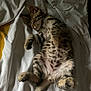 abyssinian, animal, bed, blanket, cat, couch, furniture, kitten, manx, ocelot, person, pet, siamese, sleeping