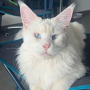 Tokyo a rejoint le concours — aidez-le/la à gagner de superbes lots ! cat, white_cat, blue_eyes, fluffy, feline, pet, indoor, chair, folding_chair, relaxed, cute, animal, whiskers, pink_nose, fur, portrait, domestic_cat, closeup, sitting, calm