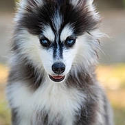 Milo a rejoint le concours — aidez-le/la à gagner de superbes lots ! husky, puppy, dog, blue_eyes, fluffy, fur, black_and_white, portrait, animal, pet, outdoor, nature, canine, cute, young, close_up, expression, ears, nose, whiskers
