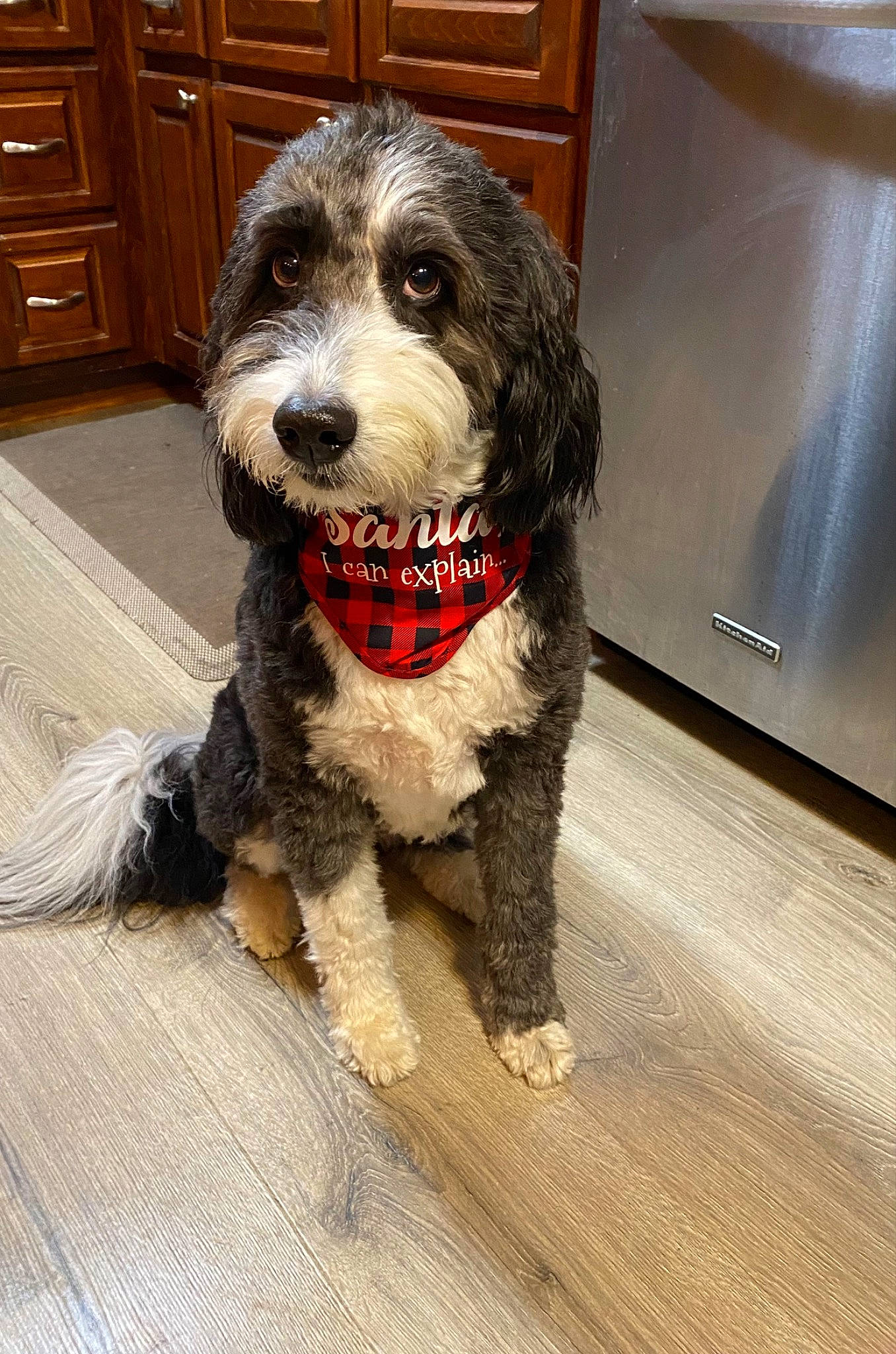 Bindi joined the competition — help win amazing prizes! cabinetry, canidae, carnivore, chest_of_drawers, collar, companion_dog, cupboard, dog, dog_breed, dog_collar, door, drawer, flooring, fur, hardwood, snout, sporting_group, wood, wood_stain, working_animal