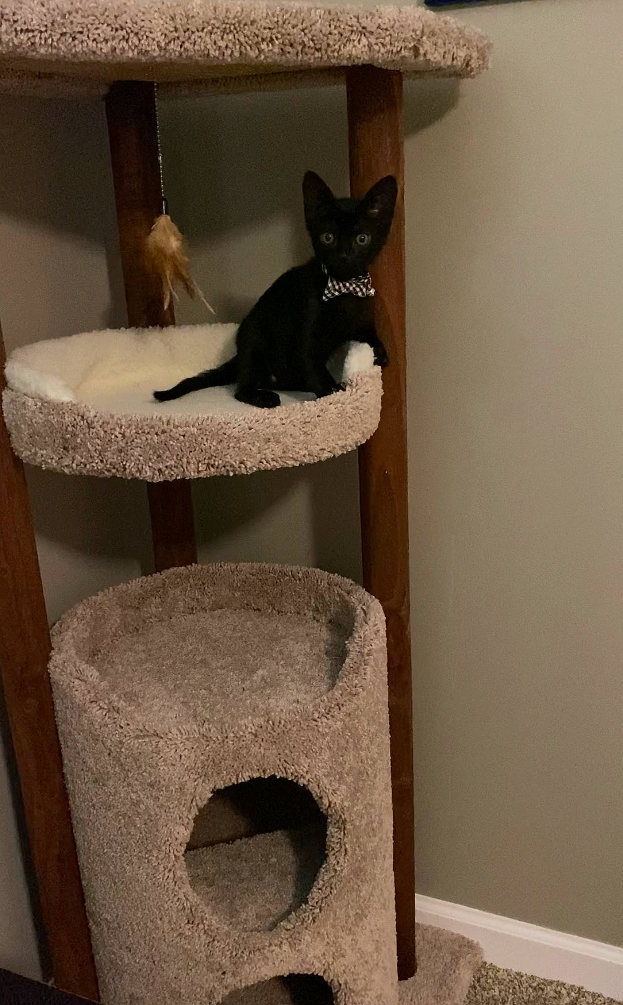 Pete is registered to the contest to win money with this photo: black_cat, bombay, carnivore, cat, cat_supply, chair, comfort, fawn, felidae, flooring, fur, grey, hardwood, pet_supply, room, shelf, small_to_medium_sized_cats, tail, whiskers, wood