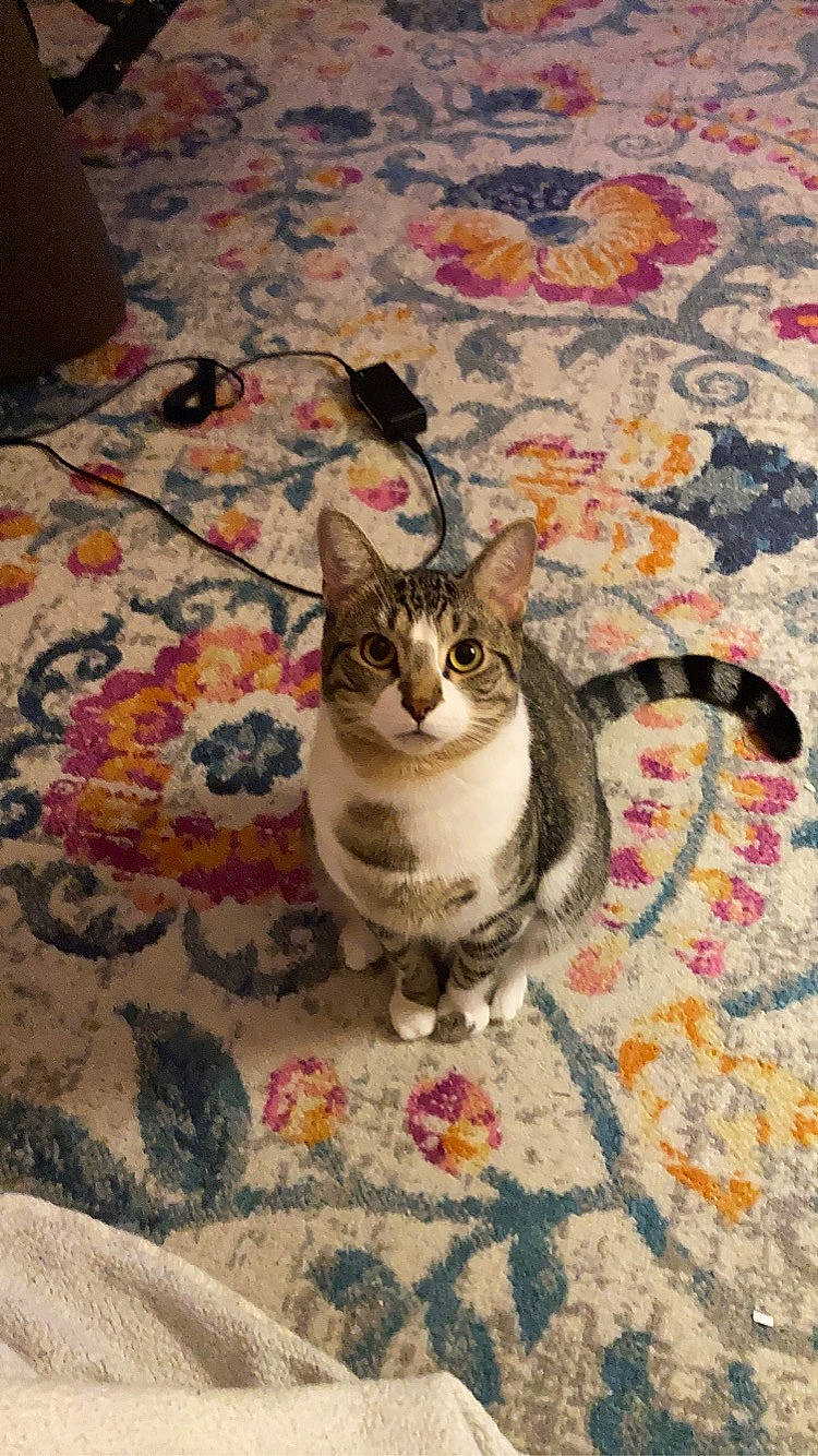 Chai joined the competition — help win amazing prizes! art, carnivore, carpet, cat, creative_arts, felidae, floor, flooring, fur, grey, linens, pattern, pink, serveware, small_to_medium_sized_cats, tail, textile, whiskers