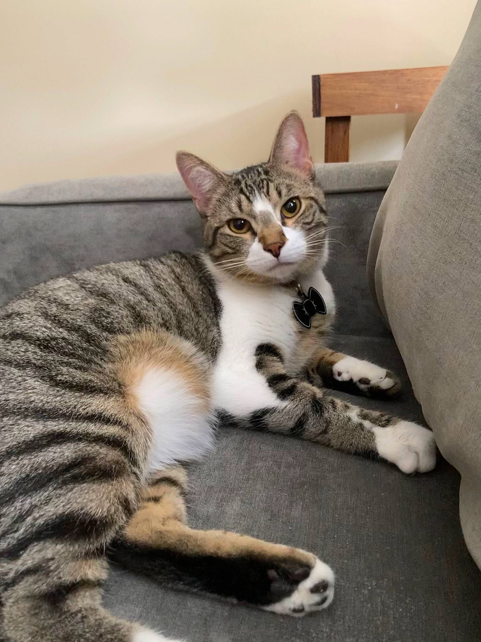 Chai joined the competition — help win amazing prizes! carnivore, cat, claw, comfort, domestic_short_haired_cat, door, felidae, fur, paw, sitting, small_to_medium_sized_cats, snout, tail, terrestrial_animal, whiskers