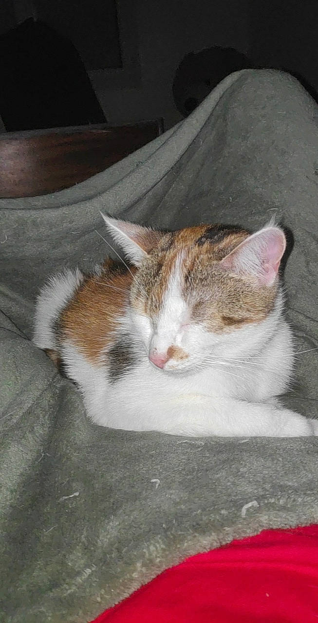 Princess participe au concours pour gagner de l'argent avec cette photo : carnivore, cat, domestic_short_haired_cat, felidae, fur, paw, small_to_medium_sized_cats, snout, tail, terrestrial_animal, whiskers