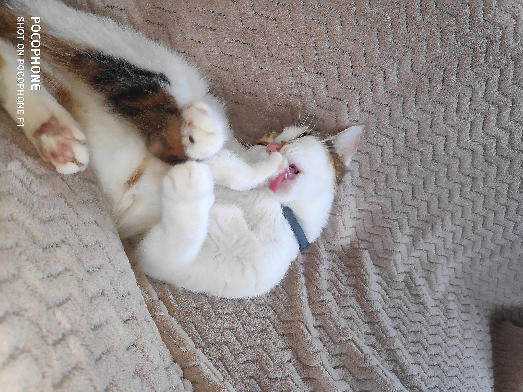 Princess a rejoint le concours — aidez-le/la à gagner de superbes lots ! canidae, carnivore, cat, claw, comfort, companion_dog, dog_breed, domestic_short_haired_cat, fawn, felidae, flooring, grey, nap, paw, small_to_medium_sized_cats, snout, sporting_group, tail, whiskers, wood