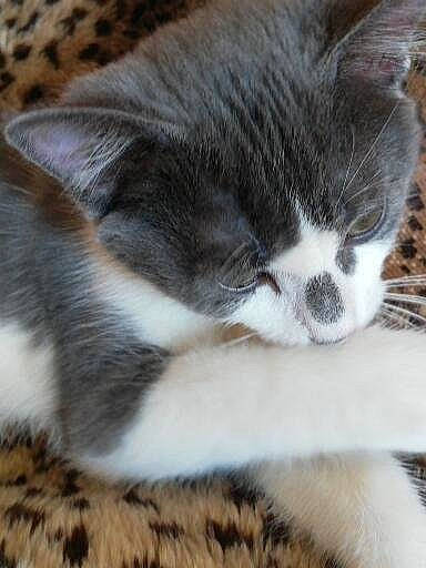 Pétale a rejoint le concours — aidez-le/la à gagner de superbes lots ! american_wirehair, british_shorthair, carnivore, cat, domestic_short_haired_cat, european_shorthair, felidae, fur, kitten, mammal, munchkin, nap, norwegian_forest_cat, polydactyl_cat, small_to_medium_sized_cats, snout, vertebrate, whiskers