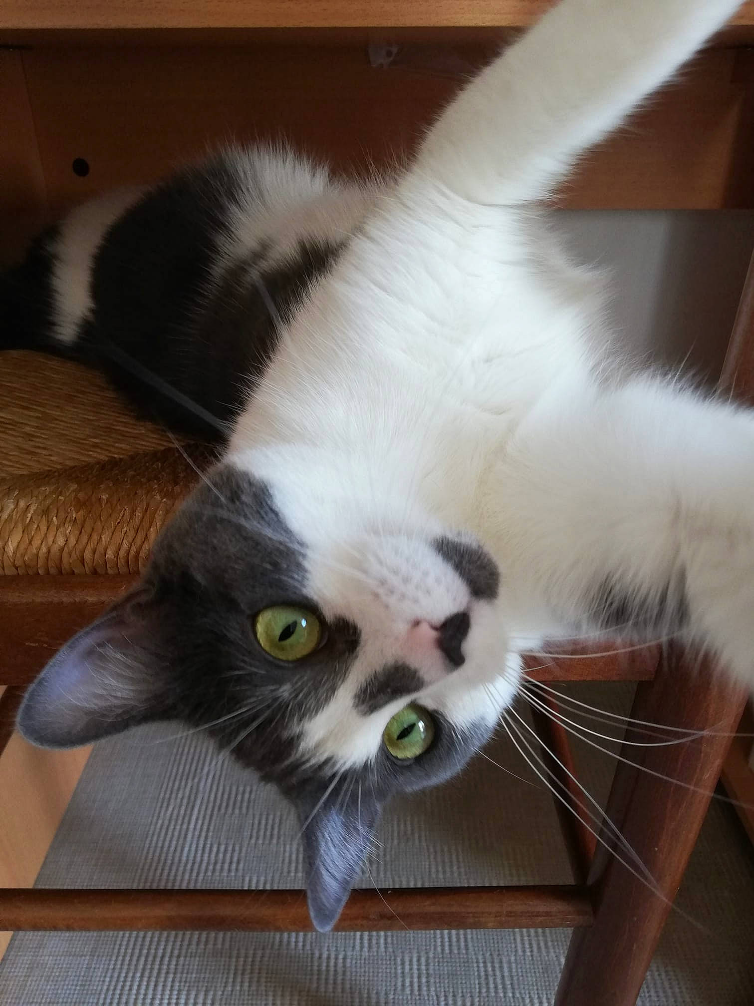 Pétale a rejoint le concours — aidez-le/la à gagner de superbes lots ! carnivore, cat, felidae, fur, mammal, ragamuffin, small_to_medium_sized_cats, whiskers