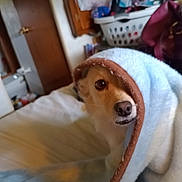 Tilley is registered to the contest to win money with this photo: dog, blanket, bed, indoors, pet, cozy, fur, brown, blue, soft, cute, animal, face, home, shy, peeking, comfort, resting, household, casual
