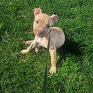 Bosco a rejoint le concours — aidez-le/la à gagner de superbes lots ! puppy, dog, grass, outdoor, sitting, leash, pet, animal, tan_coat, floppy_ears, short_hair, portrait, looking_at_camera, greenery, lawn, sunlight, shadow, front_legs, playful, cute