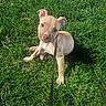 puppy, dog, grass, outdoor, sitting, leash, pet, animal, tan_coat, floppy_ears, short_hair, portrait, looking_at_camera, greenery, lawn, sunlight, shadow, front_legs, playful, cute