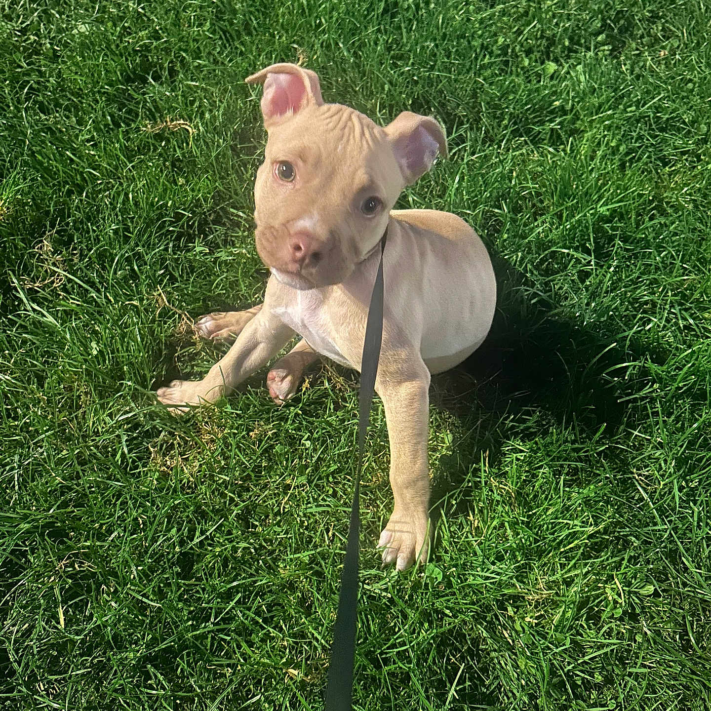 Bosco