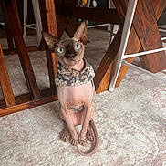 Rue joined the competition — help win amazing prizes! sphynx_cat, cat, pet, indoor, carpet, wooden_table, chair, furniture, animal, curious, blue_eyes, hairless_cat, sitting, domestic, cute, small, wrinkled_skin, floral_sweater, floor, home