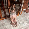 sphynx_cat, cat, pet, indoor, carpet, wooden_table, chair, furniture, animal, curious, blue_eyes, hairless_cat, sitting, domestic, cute, small, wrinkled_skin, floral_sweater, floor, home