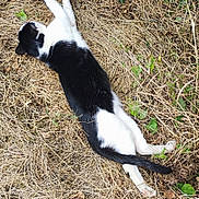 Hercule a rejoint le concours — aidez-le/la à gagner de superbes lots ! cat, black_and_white, animal, outdoor, grass, dry_grass, nature, relaxing, lying_down, pet, feline, wildlife, sleeping, resting, fur, tail, whiskers, ground, summer, daylight