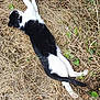 cat, black_and_white, animal, outdoor, grass, dry_grass, nature, relaxing, lying_down, pet, feline, wildlife, sleeping, resting, fur, tail, whiskers, ground, summer, daylight