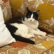 Kitty a rejoint le concours — aidez-le/la à gagner de superbes lots ! cat, black_and_white, feline, pet, couch, floral_pattern, home, indoor, relaxed, white_pillow, animal, sitting, looking, fur, whiskers, ears, tail, comfort, domestic, cozy