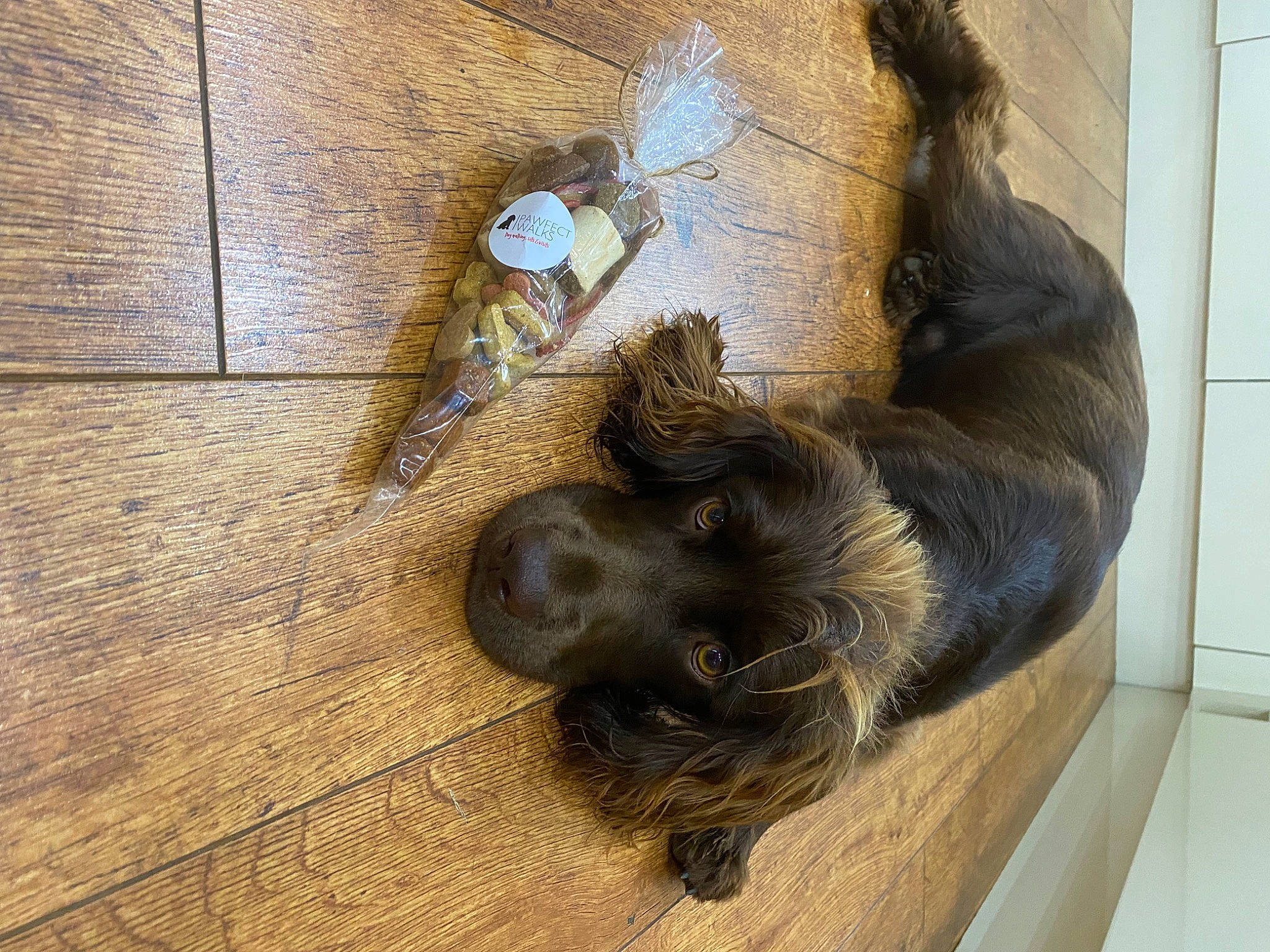 Bobby joined the competition — help win amazing prizes! arthropod, canidae, companion_dog, dog_breed, door, floor, flooring, fur, hardwood, liver, plank, primate, snout, sporting_group, tail, terrestrial_animal, varnish, wood, wood_flooring, wood_stain