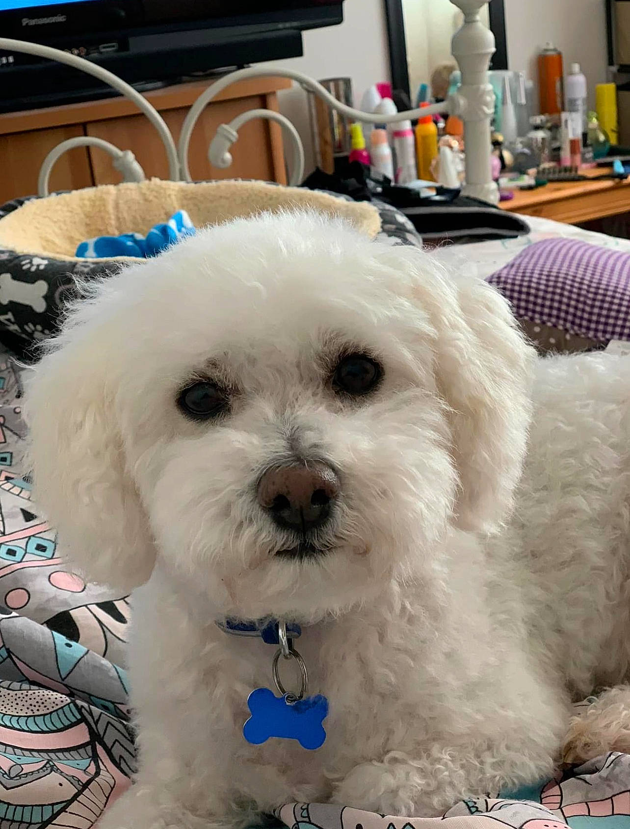 Daz joined the competition — help win amazing prizes! blue, canidae, carnivore, companion_dog, dog, dog_breed, fur, labradoodle, maltepoo, non_sporting_group, paper_towel, poodle, shih_poo, sporting_group, toy_dog, water_dog, white, working_animal