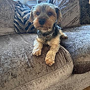 Teddy joined the competition — help win amazing prizes! black, brown, collar, comfort, couch, curious, dog, fur, home, indoor, living_room, natural_light, paw, pet, plush, puppy, resting, sofa, white, window