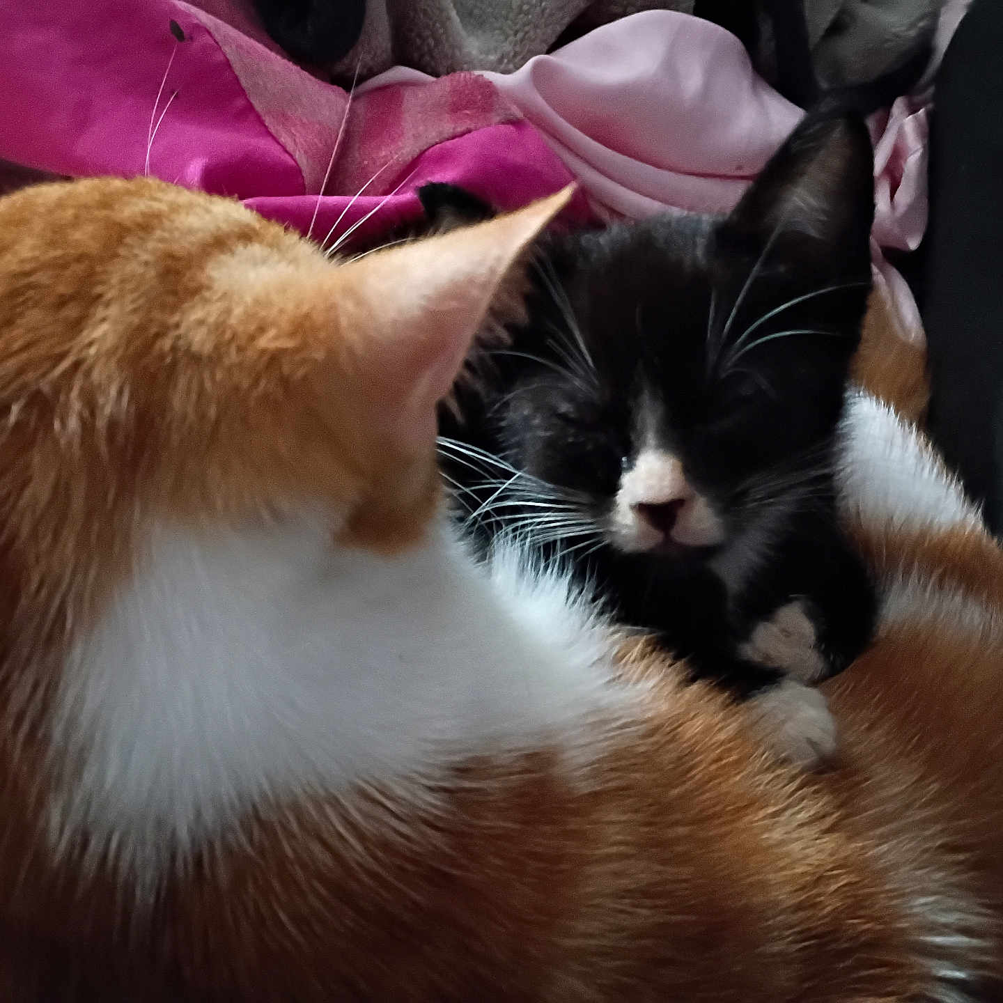 Mittens