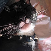 Sal joined the competition — help win amazing prizes! cat, black_and_white, whiskers, close_up, collar, spiked_collar, pet, feline, sleeping, face, nose, mouth, fur, indoor, soft_light, relaxed, animal, portrait, domestic_cat, cute