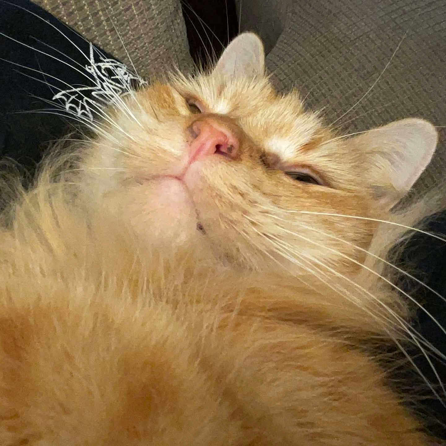 El