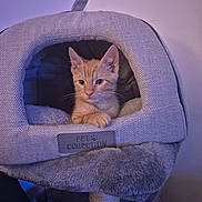 Tango is registered to the contest to win money with this photo: cat, kitten, pet, cat_house, orange_cat, indoor, cozy, furniture, fabric, soft_lighting, pet_collection_label, animal, resting, cute, small, whiskers, ears, paw, home, relaxed