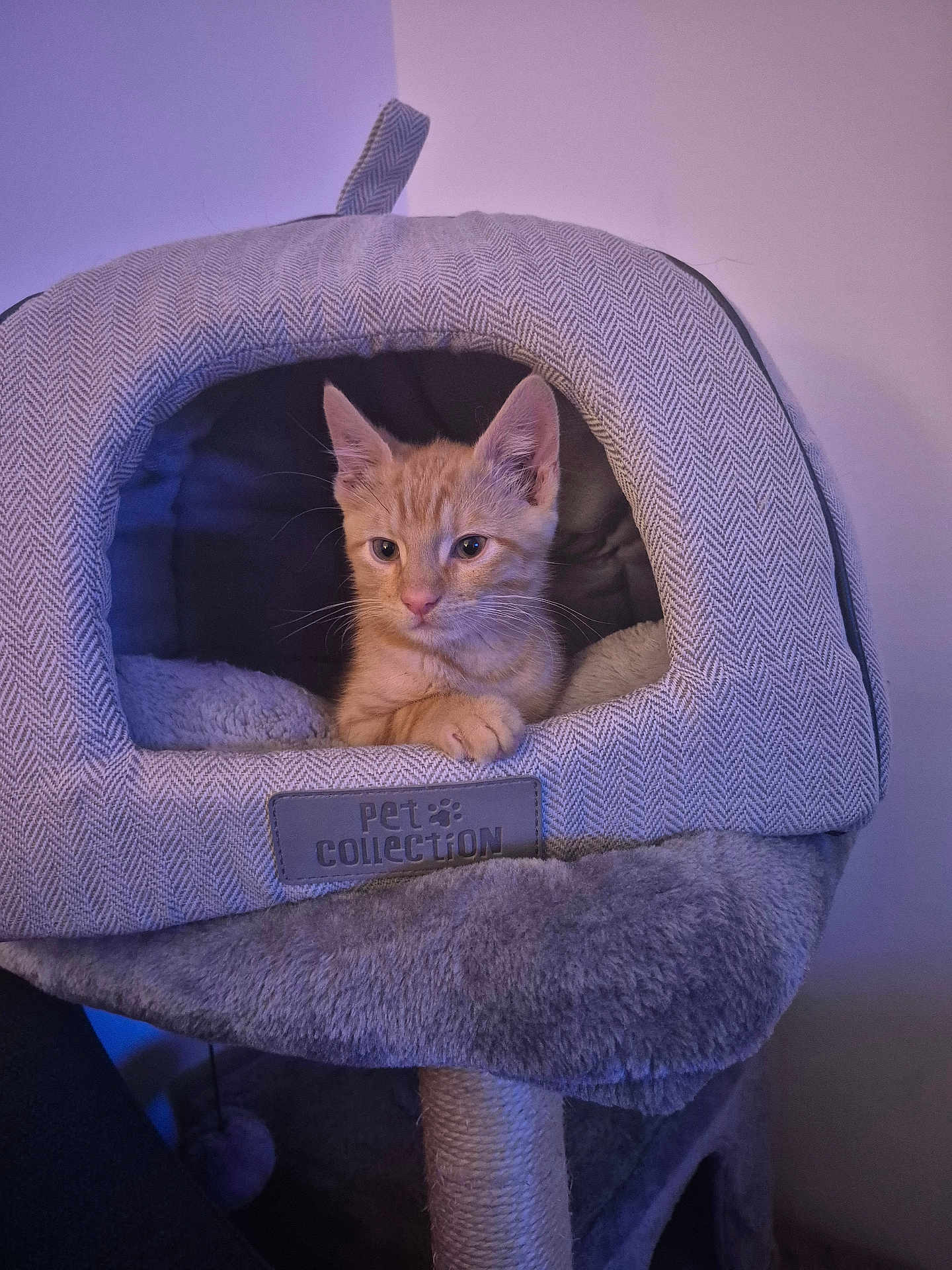 Tango is registered to the contest to win money with this photo: cat, kitten, pet, cat_house, orange_cat, indoor, cozy, furniture, fabric, soft_lighting, pet_collection_label, animal, resting, cute, small, whiskers, ears, paw, home, relaxed