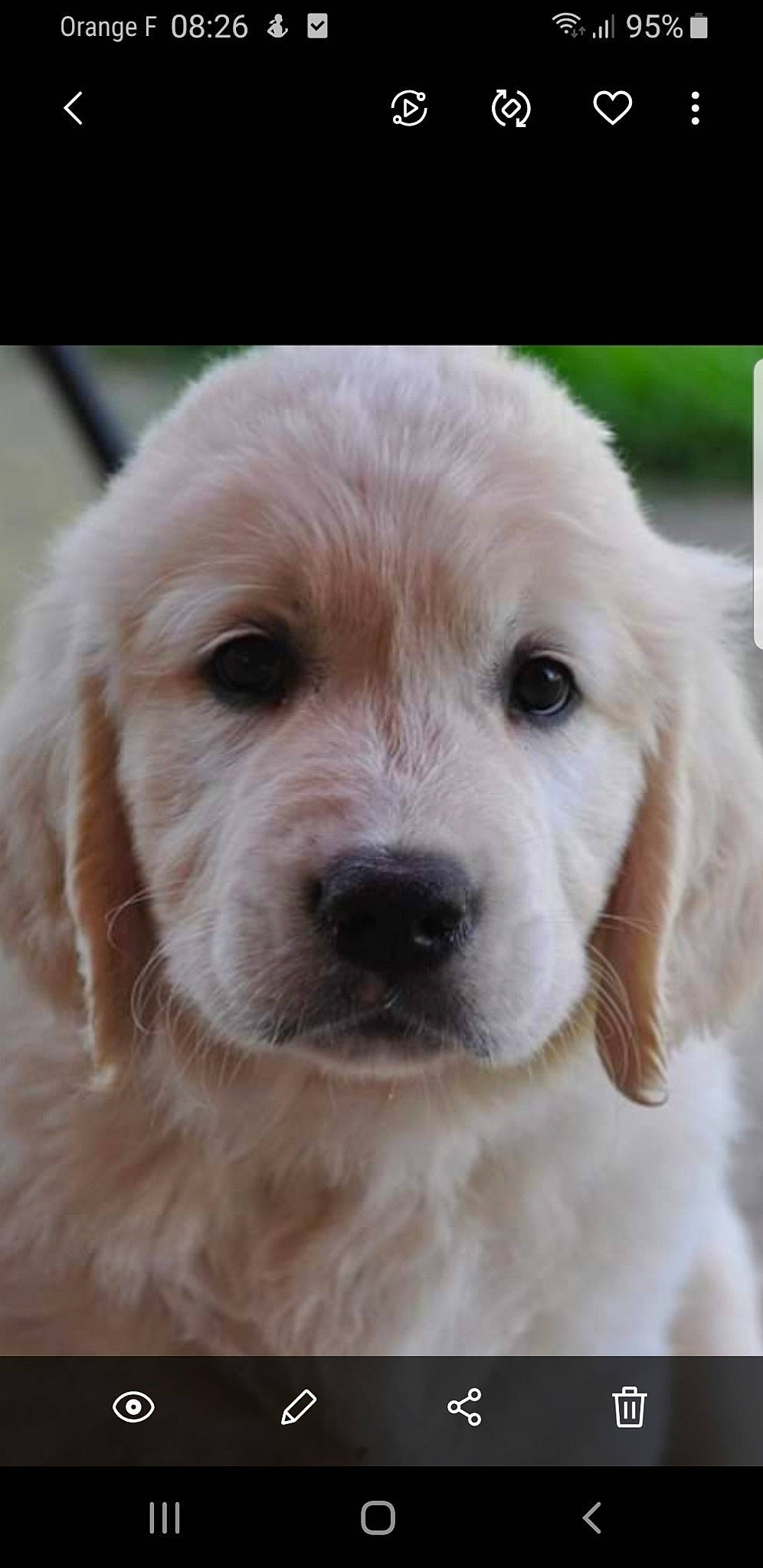 Milord participe au concours pour gagner de l'argent avec cette photo : akbash_dog, canidae, carnivore, companion_dog, dog, dog_breed, fur, golden_retriever, great_pyrenees, labrador_retriever, mammal, maremma_sheepdog, nose, polish_tatra_sheepdog, puppy, retriever, slovak_cuvac, snout, sporting_group, vertebrate