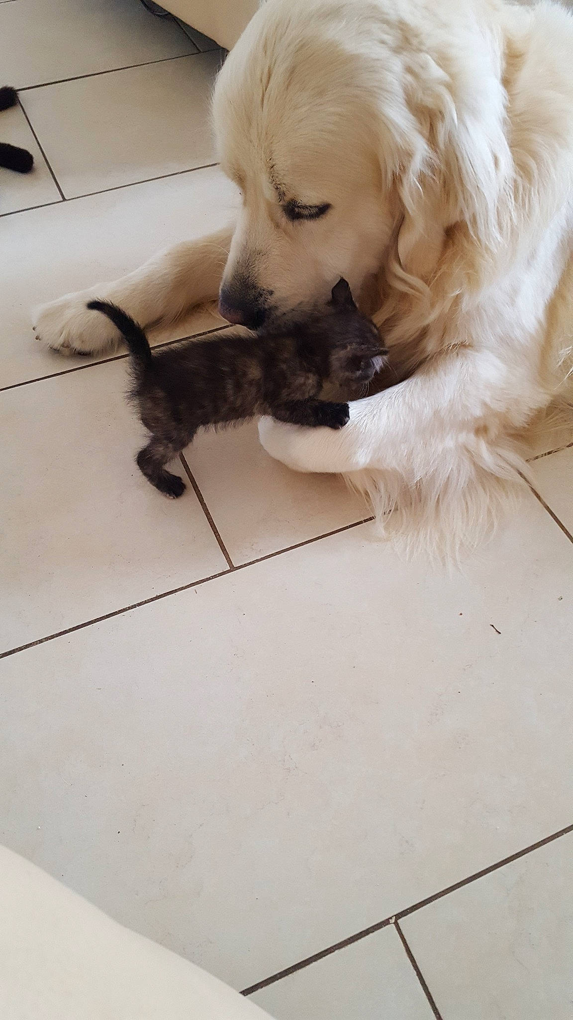 Milord a rejoint le concours — aidez-le/la à gagner de superbes lots ! canidae, carnivore, cavachon, cockapoo, companion_dog, dog, dog_breed, fawn, floor, golden_retriever, goldendoodle, maltese, puppy, sporting_group