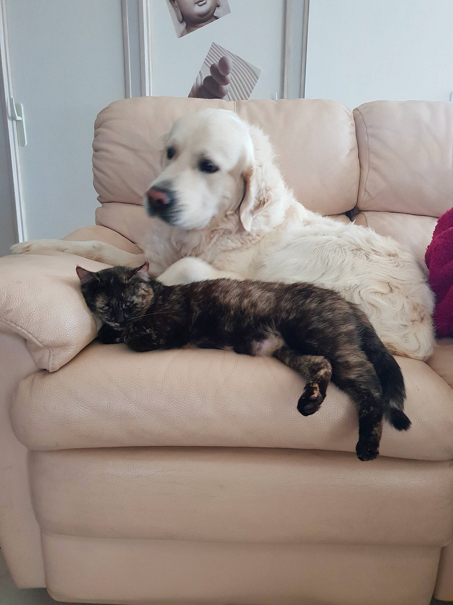 Milord participe au concours pour gagner de l'argent avec cette photo : canidae, carnivore, companion_dog, dog, dog_breed, golden_retriever, labrador_retriever, mammal, puppy, retriever, sporting_group, vertebrate